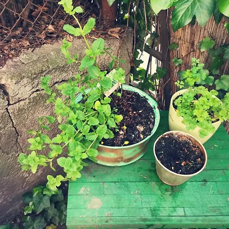 Apartamento Flat In Historic With Your Own Private Garden, Near City Park